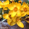 zluty krokus yellow large 4
