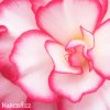 biloruzova Begonie Boutone de Rose 2