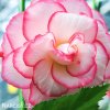 biloruzova Begonie Boutone de Rose 3