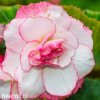 biloruzova Begonie Boutone de Rose 7