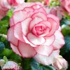 biloruzova Begonie Boutone de Rose 1