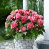 ruzova Begonie Camelia Pink 4