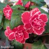 ruzova Begonie Camelia Pink 5