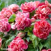 ruzova Begonie Camelia Pink 1
