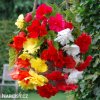 previsle begonie smes mix barev 3