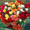 previsle begonie smes mix barev 4
