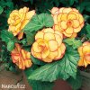 zluta Begonie Picotee 4