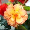 zluta Begonie Picotee 5