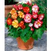 Begonie Crispa marginata mix 02