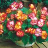 Begonie Crispa marginata mix 03
