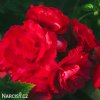 cervena begonie plnokveta 5