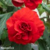 cervena begonie plnokveta 1