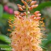 oranzovy Liliochvostec Eremurus cleopatra 2