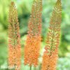 oranzovy Liliochvostec Eremurus cleopatra 4