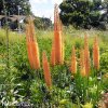 oranzovy Liliochvostec Eremurus cleopatra 6