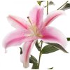 Lilie Light pink 01
