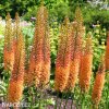 oranzovy Liliochvostec Eremurus cleopatra 1