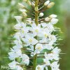bily Liliochvostec Eremurus Himalaicus 2