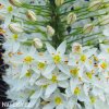 bily Liliochvostec Eremurus Himalaicus 3