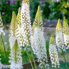 bily Liliochvostec Eremurus Himalaicus 5