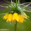 žlutý řebčík fritillaria Lutea 2