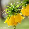 žlutý řebčík fritillaria Lutea 4