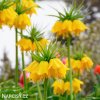 žlutý řebčík fritillaria Lutea 5