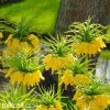 žlutý řebčík fritillaria Lutea 6