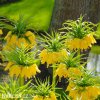 žlutý řebčík fritillaria Lutea 6