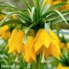 žlutý řebčík fritillaria Lutea 1