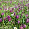 kostkované řebčíky směs fritillaria meleagris mix 5