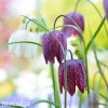 kostkované řebčíky směs fritillaria meleagris mix 6