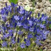 Triteleia corrina Brodea 2