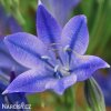 Triteleia corrina Brodea 3