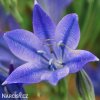 Triteleia corrina Brodea 3