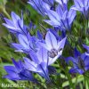 Triteleia corrina Brodea 4