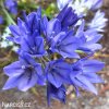 Triteleia corrina Brodea 5