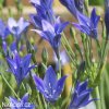 Triteleia corrina Brodea 6