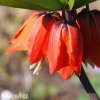 červený řebčík fritillaria rubra 2