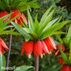 červený řebčík fritillaria rubra 3