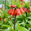 červený řebčík fritillaria rubra 6