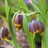 řepčík fritillaria uva vulpis 2