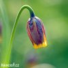 řepčík fritillaria uva vulpis 4