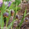 řepčík fritillaria uva vulpis 5