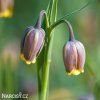 řepčík fritillaria uva vulpis 6