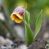 řepčík fritillaria uva vulpis 7