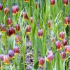 řepčík fritillaria uva vulpis 8