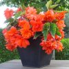 Begonie Pendula Orange 02