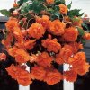 Begonie Pendula Orange 03