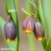 řepčík fritillaria uva vulpis 1